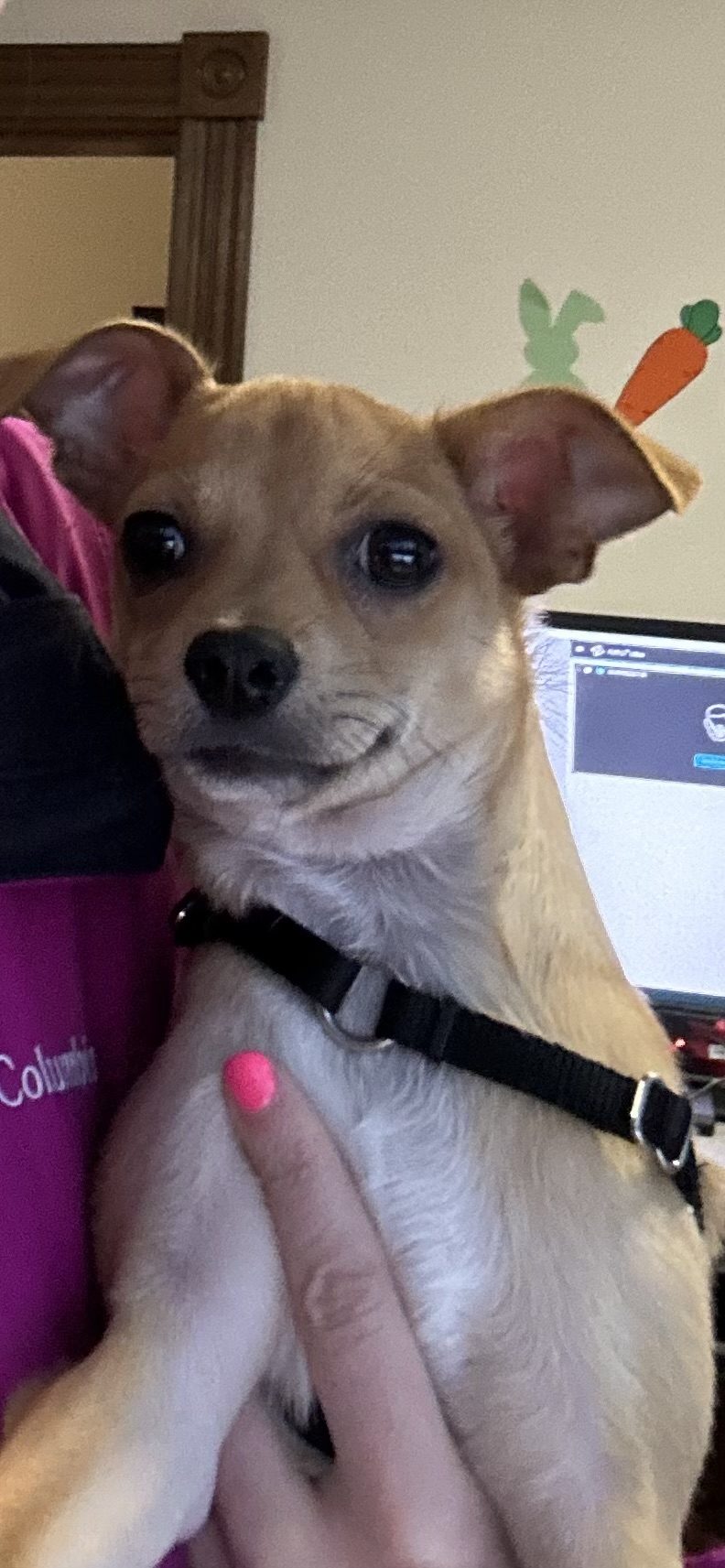 Phil, a tan chihuahua mix with very large upright ears, being held and looking straight at the camera.